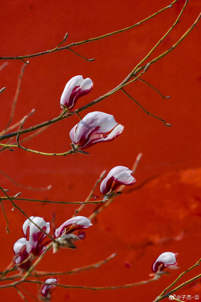 北京故宫东华门玉兰花开摄影