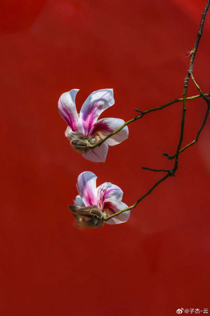 北京故宫东华门玉兰花开摄影