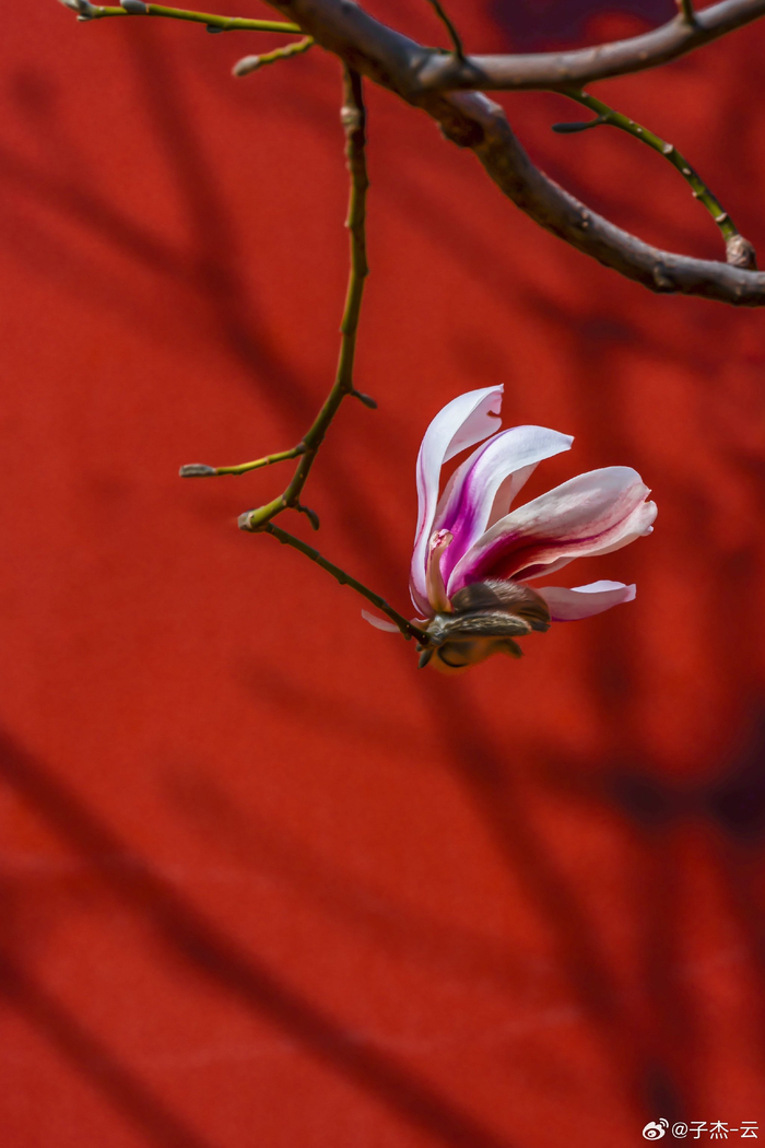 北京故宫东华门玉兰花开摄影