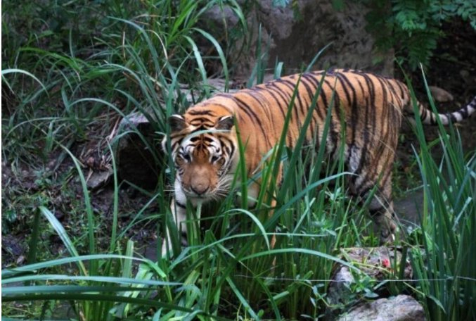 明清以前中国大部分地方都有老虎,金宣宗甚至下诏捕杀