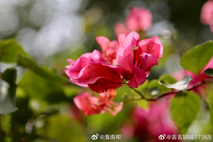 红色的叶子花