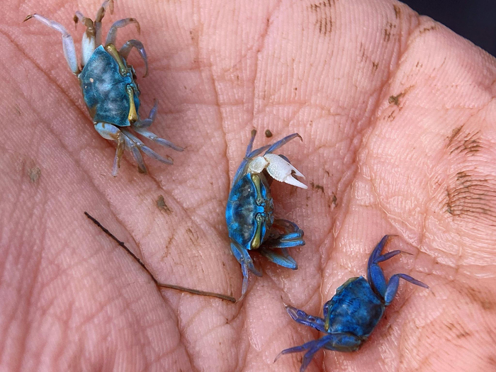 拟屠氏管招潮蟹uca paradussumieri