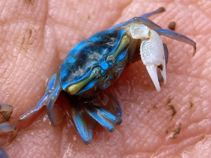 拟屠氏管招潮蟹uca paradussumieri