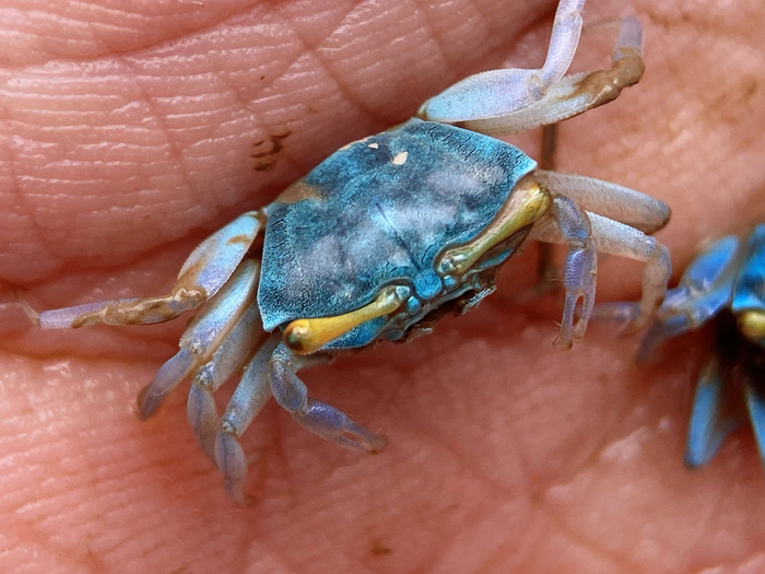 拟屠氏管招潮蟹uca paradussumieri