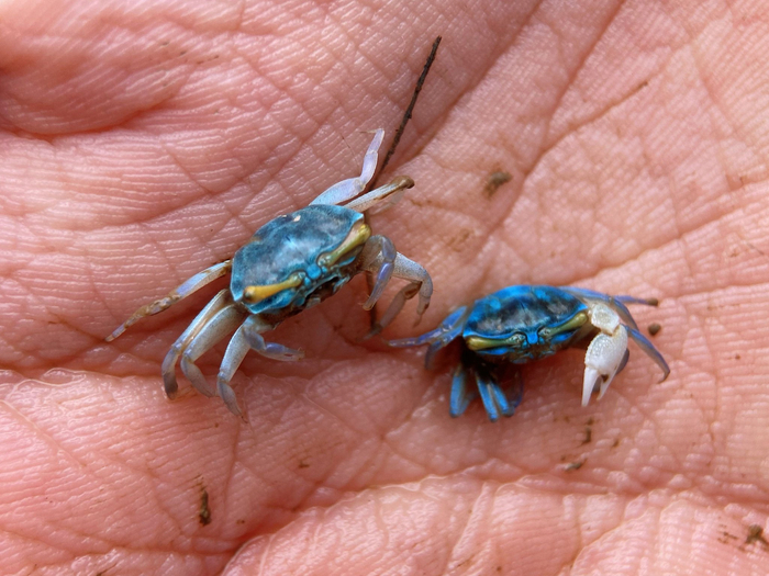 拟屠氏管招潮蟹uca paradussumieri