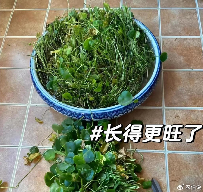 打理方法:将土壤以上的部分全部剪掉,即所谓的"剃小平头".