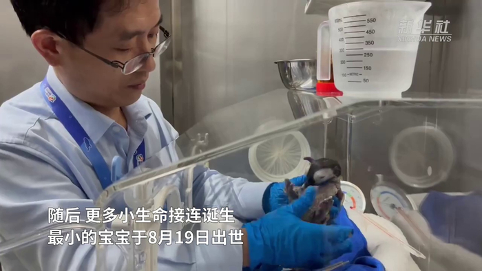 横琴长隆再次刷新帝企鹅繁育纪录