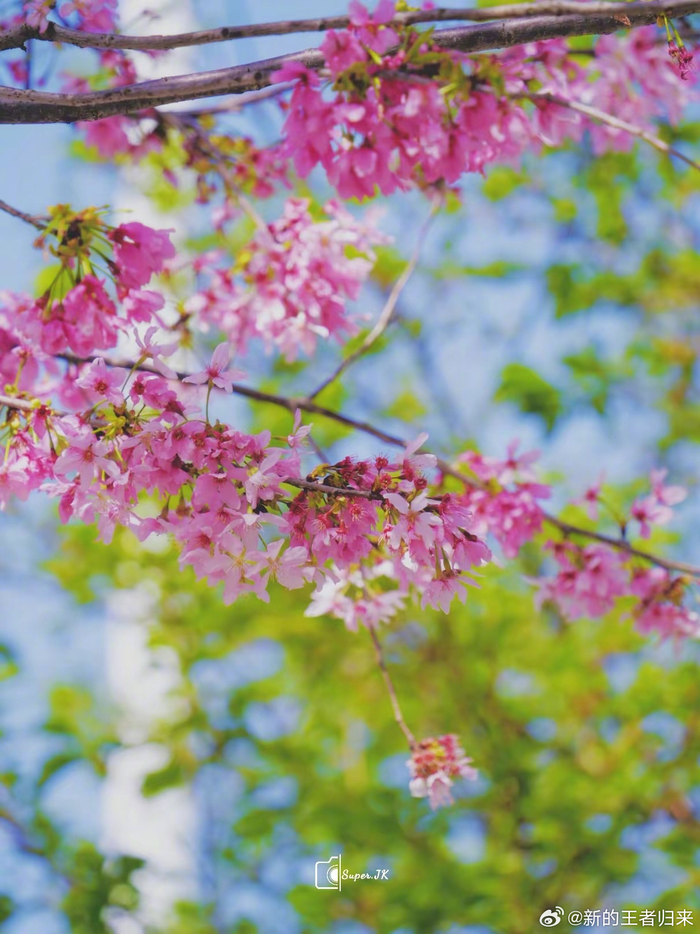 春天的气息扑面而来,樱花给福州披上了粉色的外衣,美得烂漫夺目, via