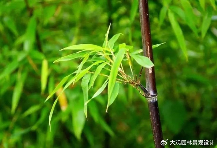 园林景观设计中常用的竹类苗木产品有哪些你知道吗?|园林|佛肚竹|盆景|庭院|毛竹_新浪新闻