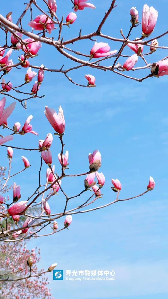 玉兰|玉兰花|气息_新浪新闻