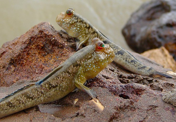 三,弹涂鱼有哪些习性和特点?