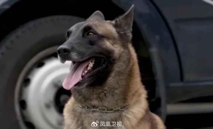 警犬