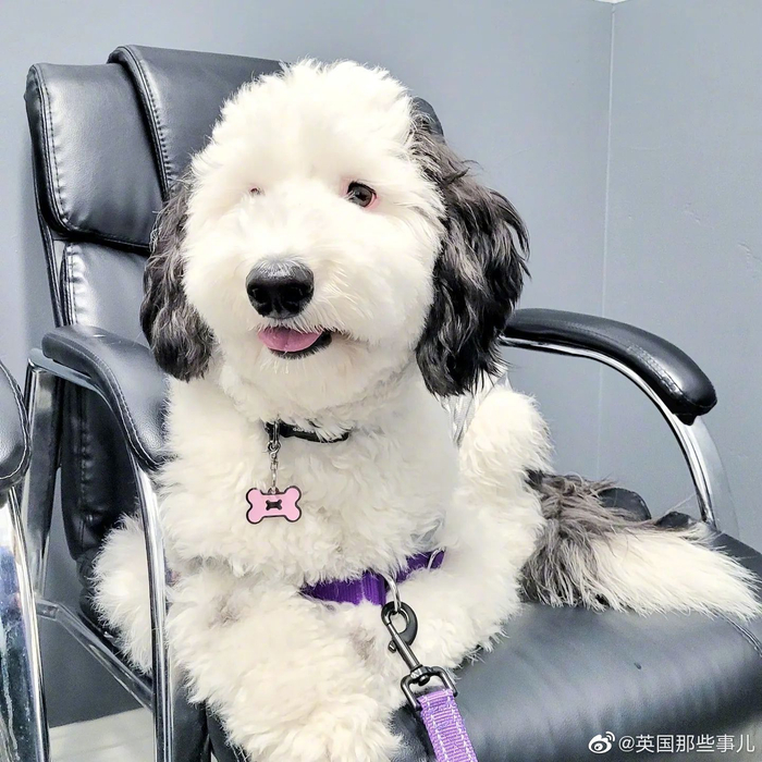 史努比狗狗，但现实版…… ig：bayley.sheepadoodle__财经头条
