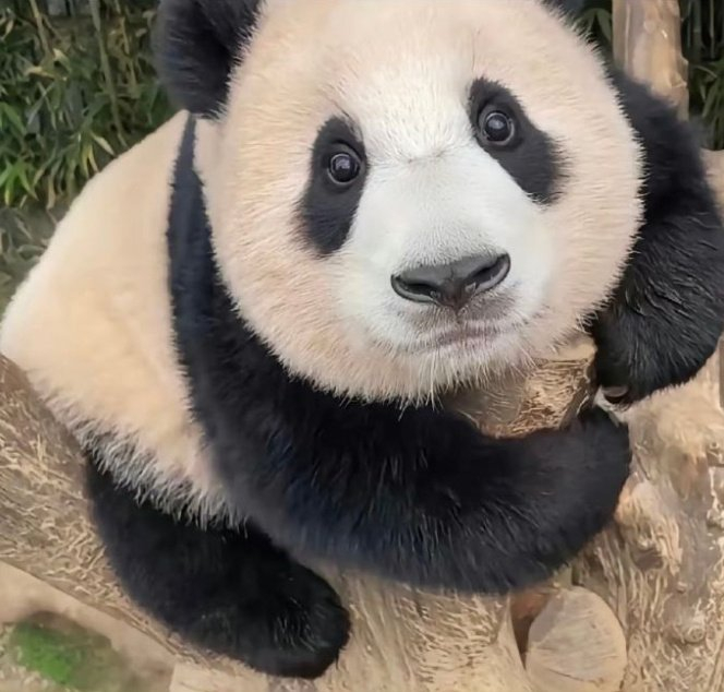 刷到国宝熊猫,这周你会得到一个开心到爆的好消息__财经头条