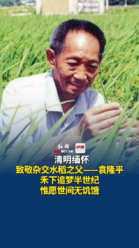 清明缅怀致敬英烈第2集致敬杂交水稻之父袁隆平禾下追梦半世纪惟愿