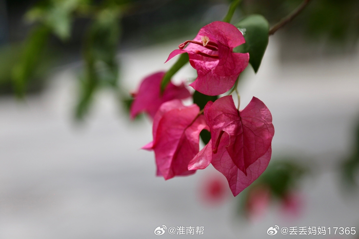 红色的叶子花