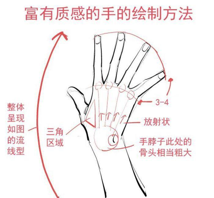 手指头分解图图片