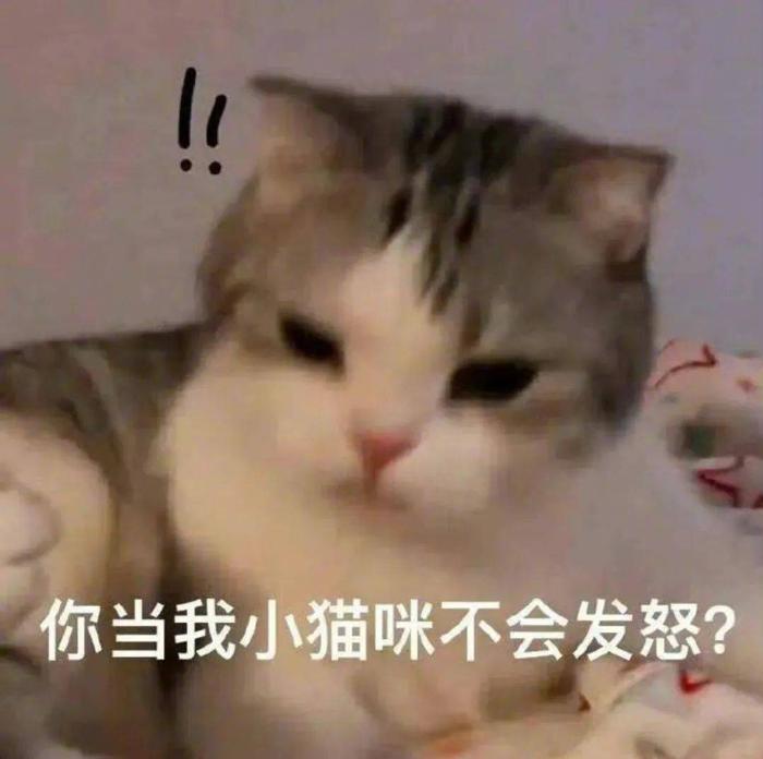 猫咪小情绪表情包图片