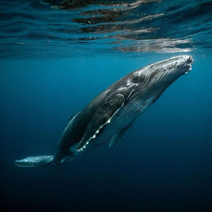 海蓝时见鲸摄影丨warrenkeelan