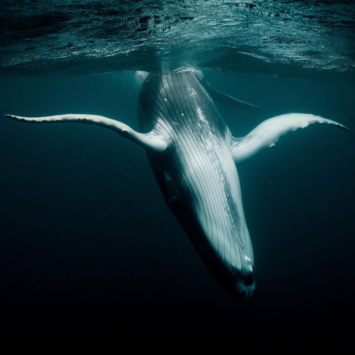 海蓝时见鲸摄影丨warrenkeelan