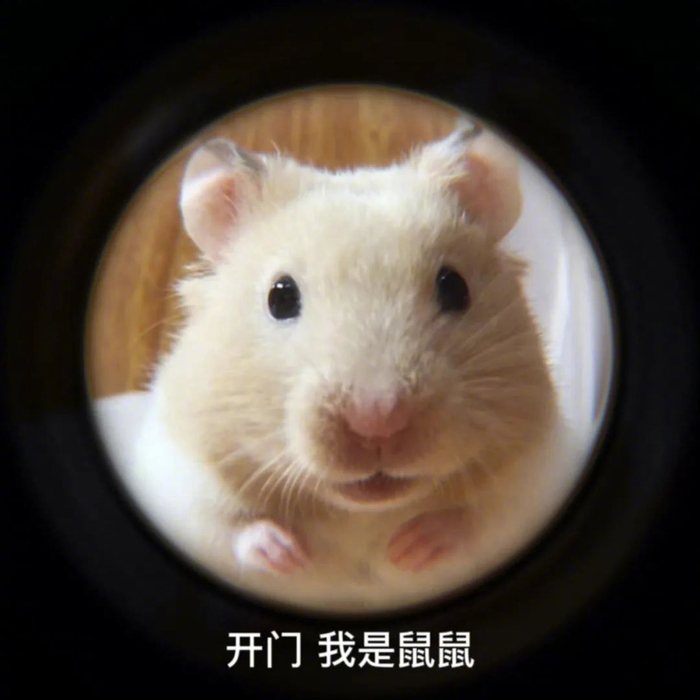 热门表情包,轻松get聊天新姿势!