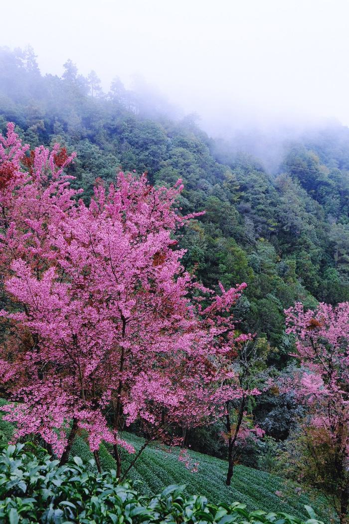 大理南涧县旅游景点图片