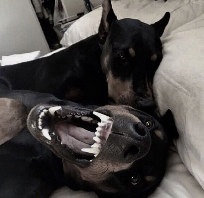 犬科动物口腔检查 犬牙 狼獠牙参考