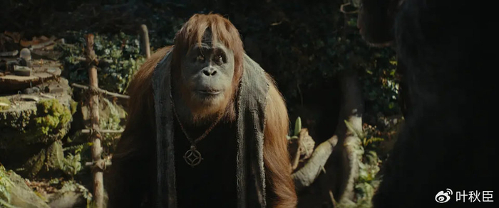 《猩球崛起:新世界》深度解析:完全高于预期,开篇埋下重要伏笔