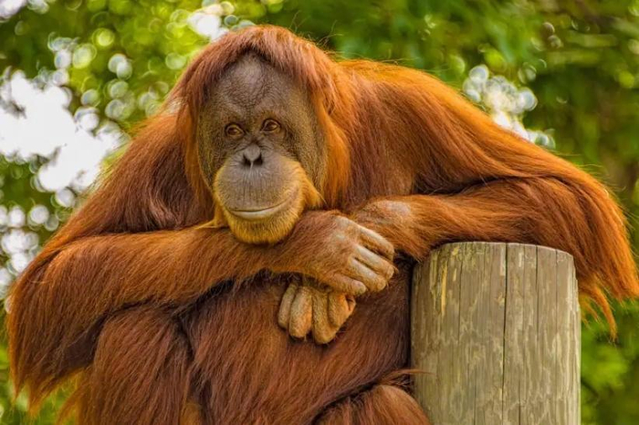 红毛猩猩受伤后自己做草药,内服外敷一个月痊愈!