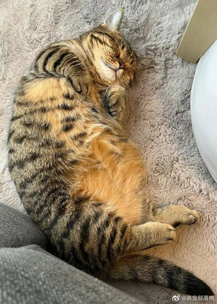 全日本睡得很舒服的猫锦标赛真是令人羡慕的喵生啊