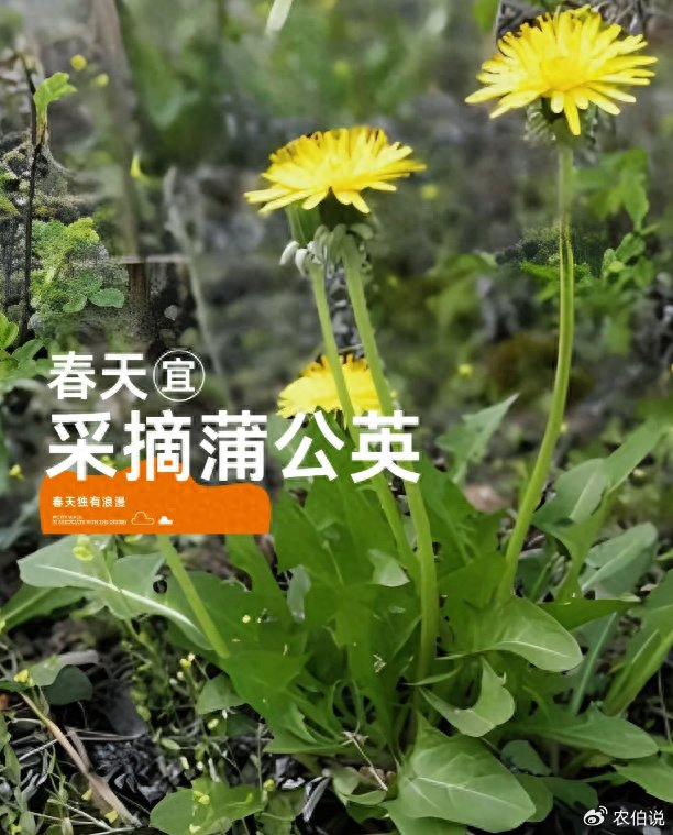 把"大自然"吃进肚子|大自然|刺老芽|野菜_新浪新闻