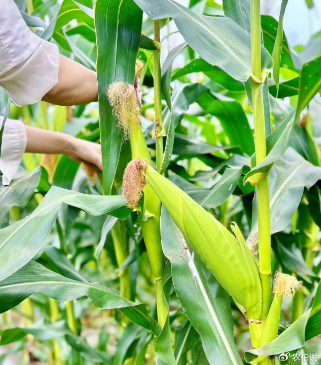 广西一30岁少妇尝试编织袋种玉米成功了看看场景壮观