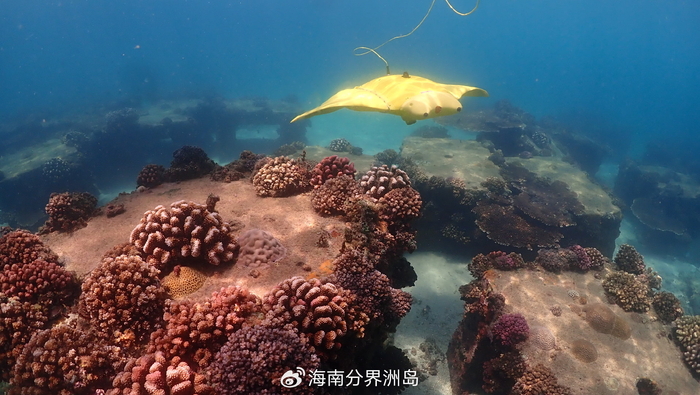 真假魔鬼鱼?西北工业大学仿蝠鲼柔体潜水器成功在分界洲岛完成科考!|珊瑚礁|生态系统|长势|耐压性_新浪新闻