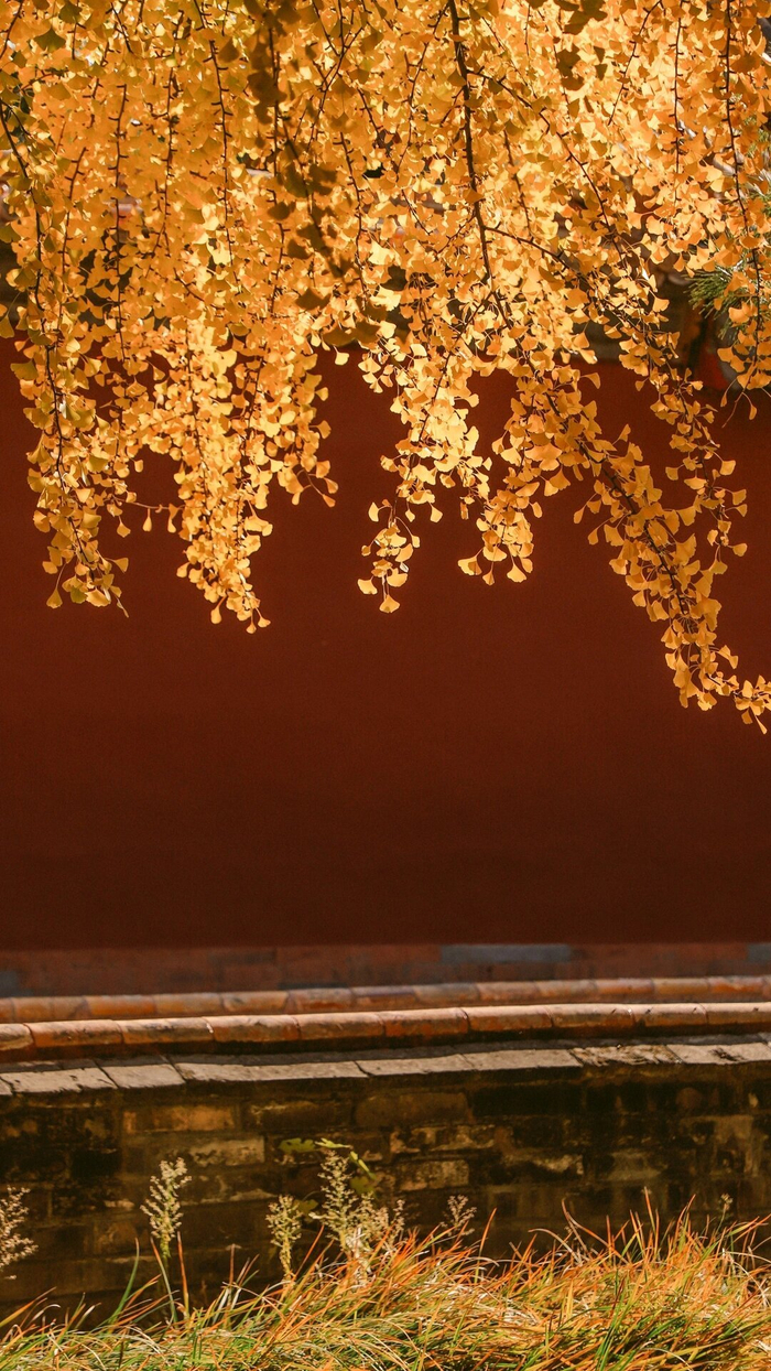 红墙,金瓦,黄叶,故宫的秋真的美出天际