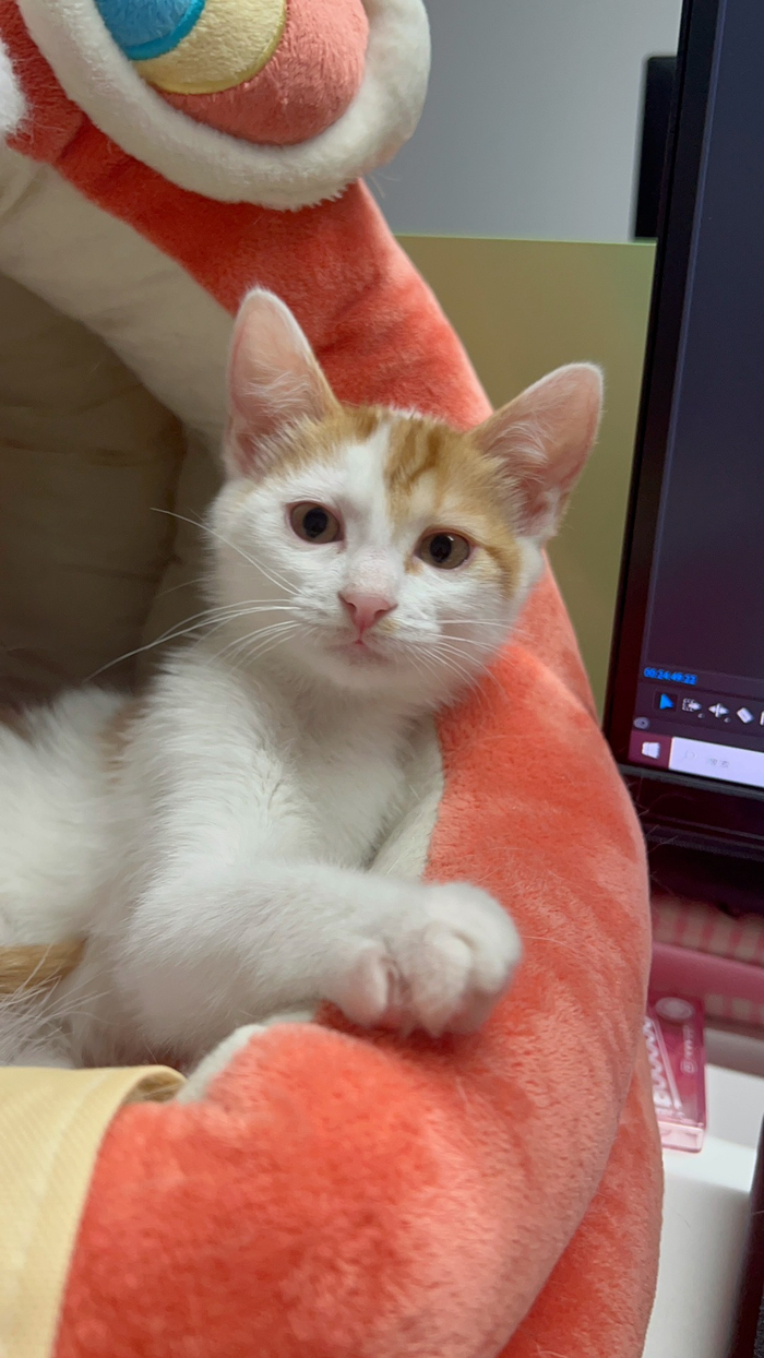 大年初一小猫咪来拜年啦!祝大家龙年大吉大利,赚他一