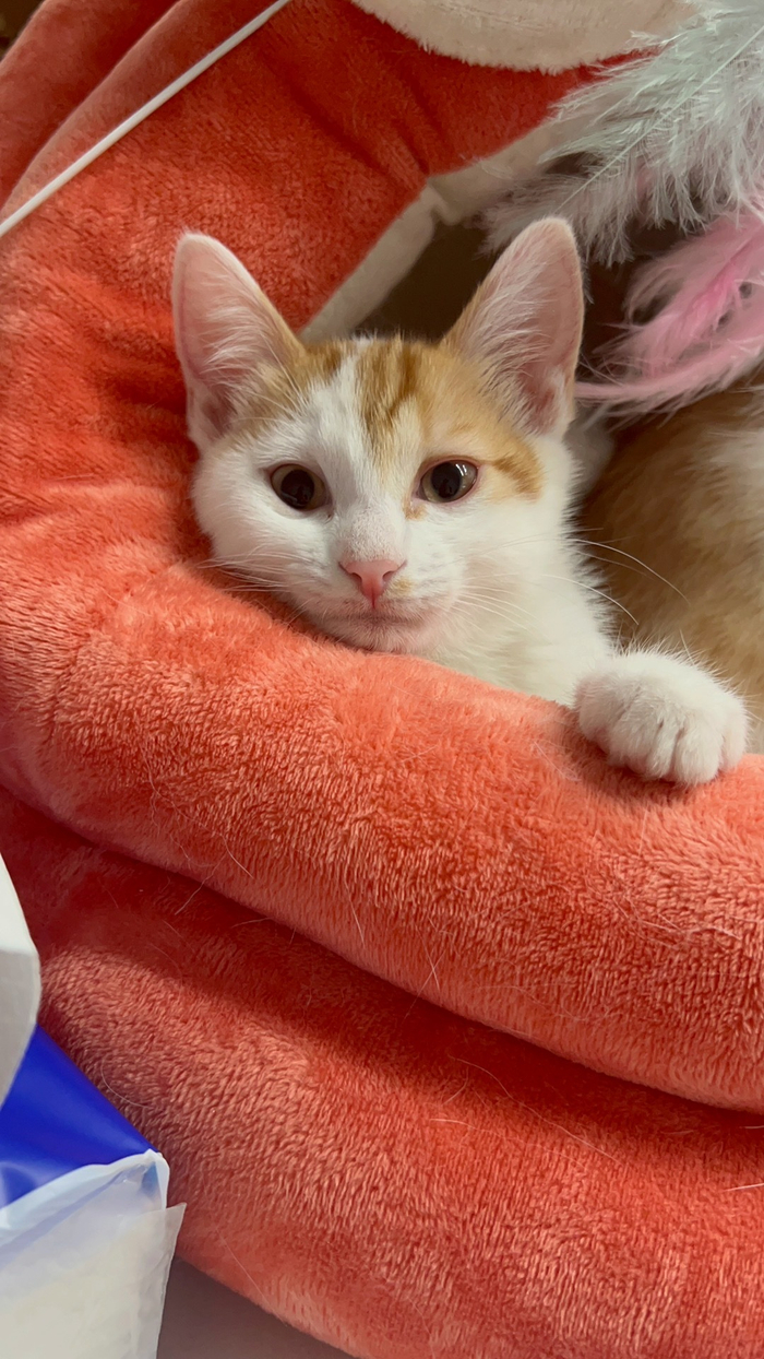 大年初一小猫咪来拜年啦!祝大家龙年大吉大利,赚他一