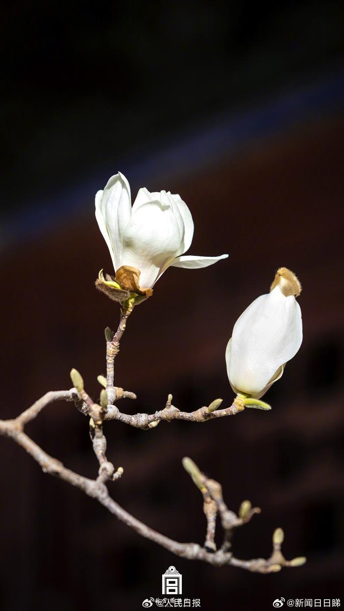 故宫玉兰花壁纸上新