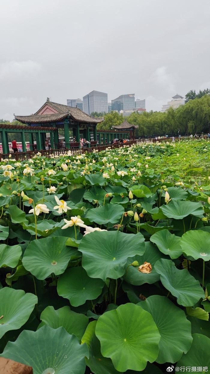 北京莲花池公园的位置图片