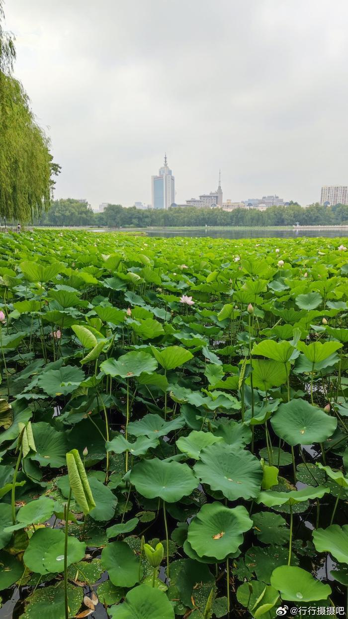 北京莲花池公园荷花 摄影