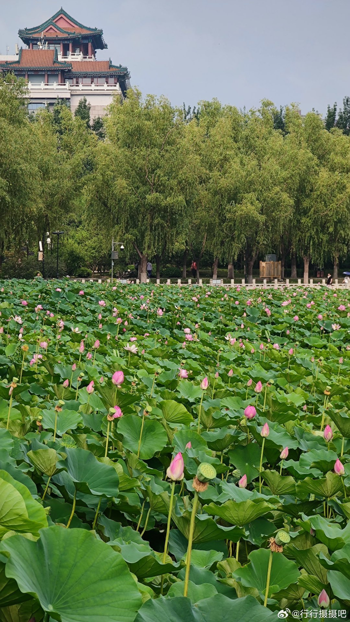 北京莲花池公园荷花 摄影