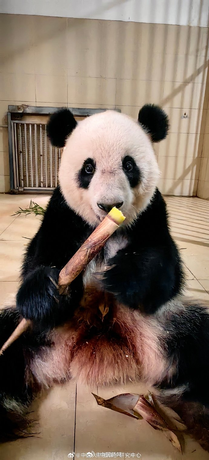 归国大熊猫谊谊升谊上线啦