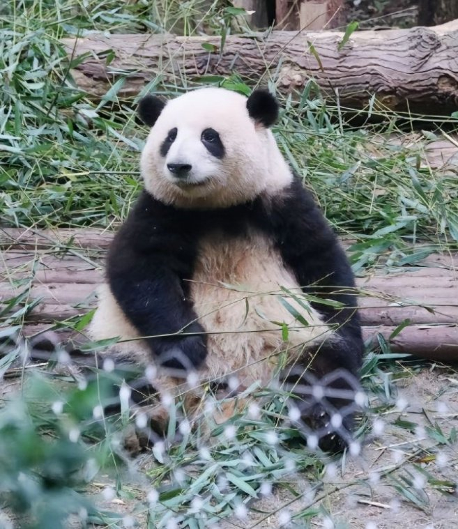 刷到国宝熊猫,这周你会得到一个开心到爆的好消息__财经头条