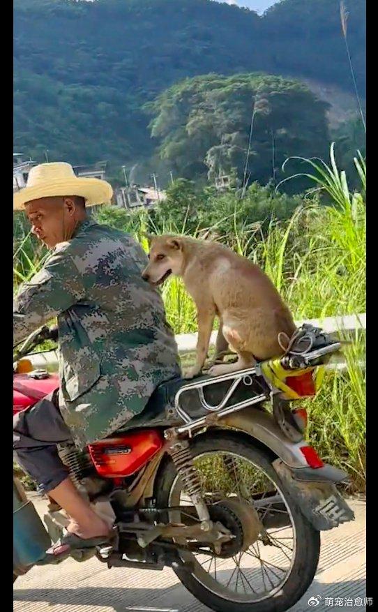 狗狗坐在主人的摩托车后面被人夸聪明还很害羞狗我怕掉下去