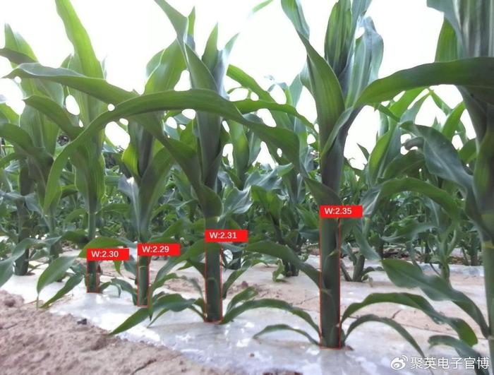 农业科研玉米茎秆宽度原位识别方法实现原位准确识别
