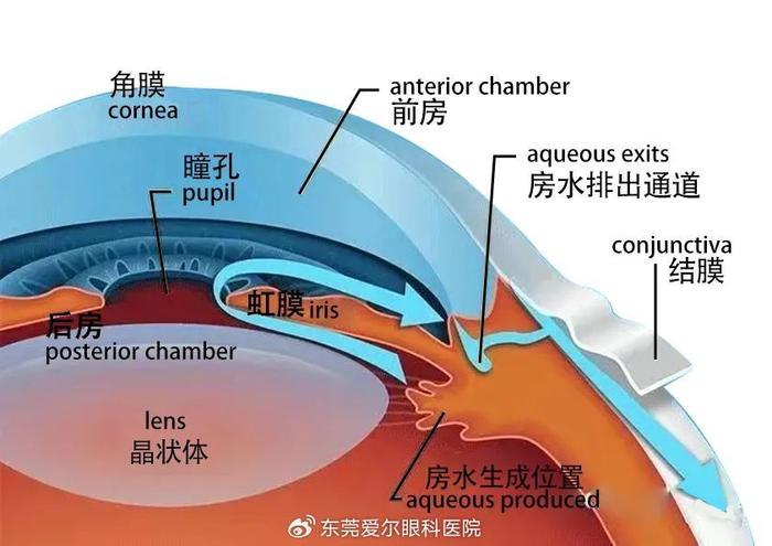 眼睛房水位置图片图片