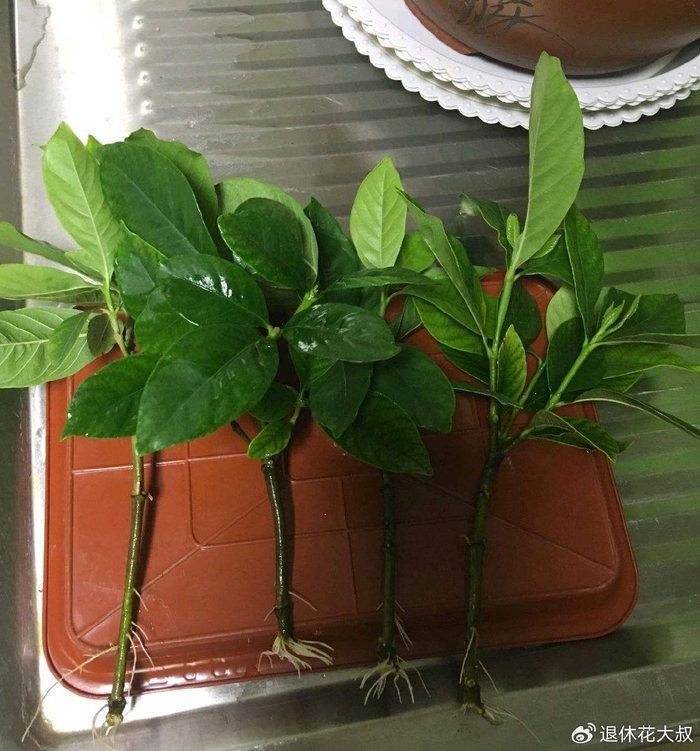 栀子花要开了,做好“3点”,枝叶油绿,花苞数不清,芳香漂亮|阳台|栀子花树|其实|朋友|土壤_新浪新闻
