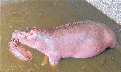 温州动物园河马宝宝求赐名