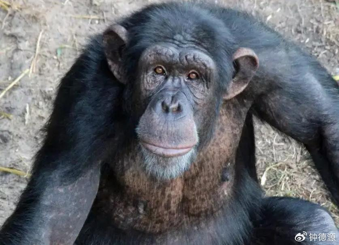 新研究揭示人类幽默感可能起源|猩猩|幽默感|人类_新浪新闻