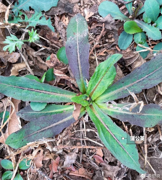 带你认识农村10种有代表性的野菜,附图片和吃法,遇
