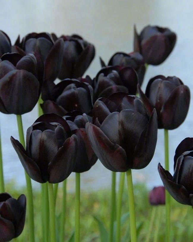 黑色郁金香,俗称"夜之女王"(tulip queen of the night)